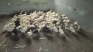 Foreign Ducks Perkins for Sale