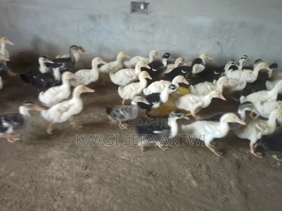 Foreign Ducks Perkins for Sale