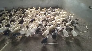 Foreign Ducks Perkins for Sale