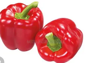 Vegetable Seeds and Seedlings