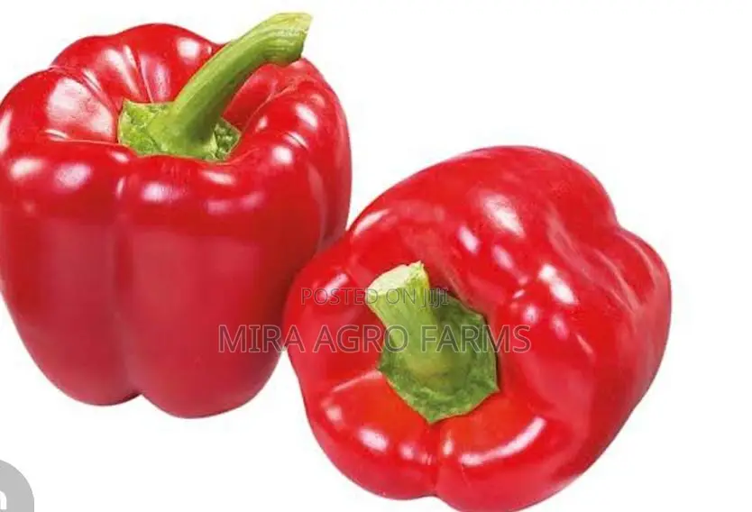 Vegetable Seeds and Seedlings