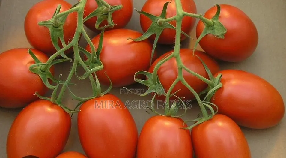 Vegetable Seeds and Seedlings