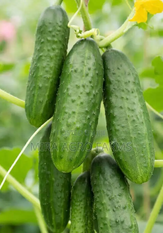Vegetable Seeds and Seedlings