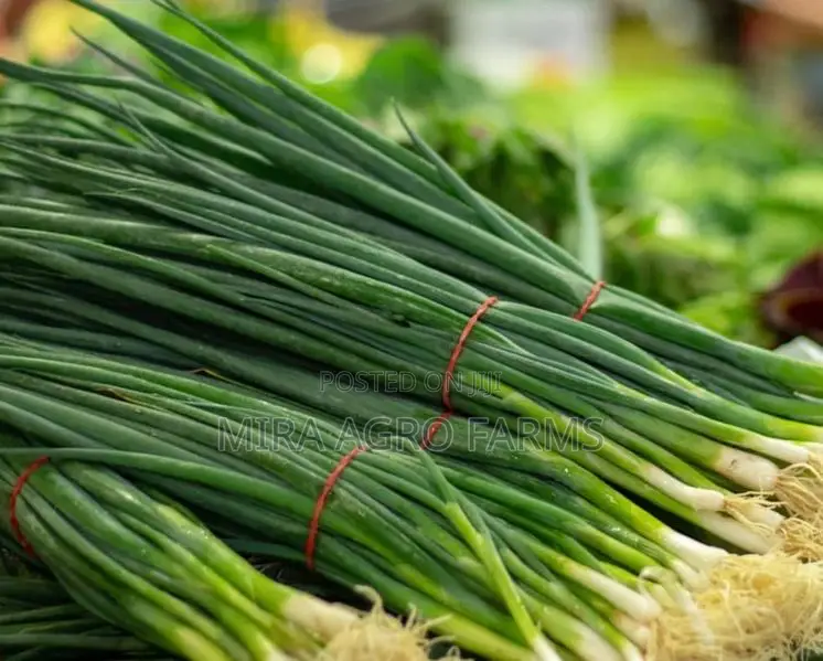 Vegetable Seeds and Seedlings