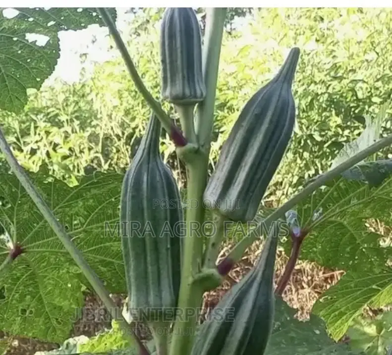 Vegetable Seeds and Seedlings