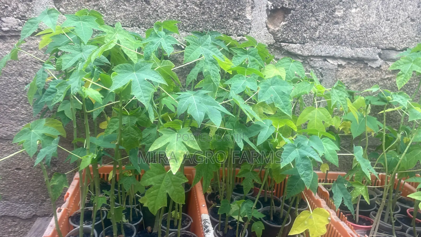 Vegetable Seeds and Seedlings