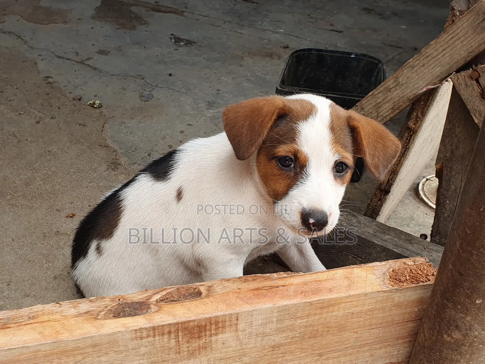 1-3 months Female Purebred Mongrel (No Breed)