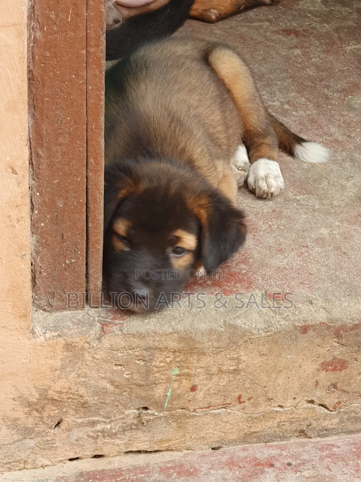 1-3 months Female Purebred Mongrel (No Breed)