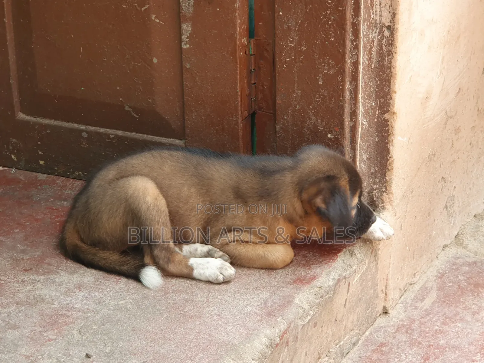 1-3 months Female Purebred Mongrel (No Breed)
