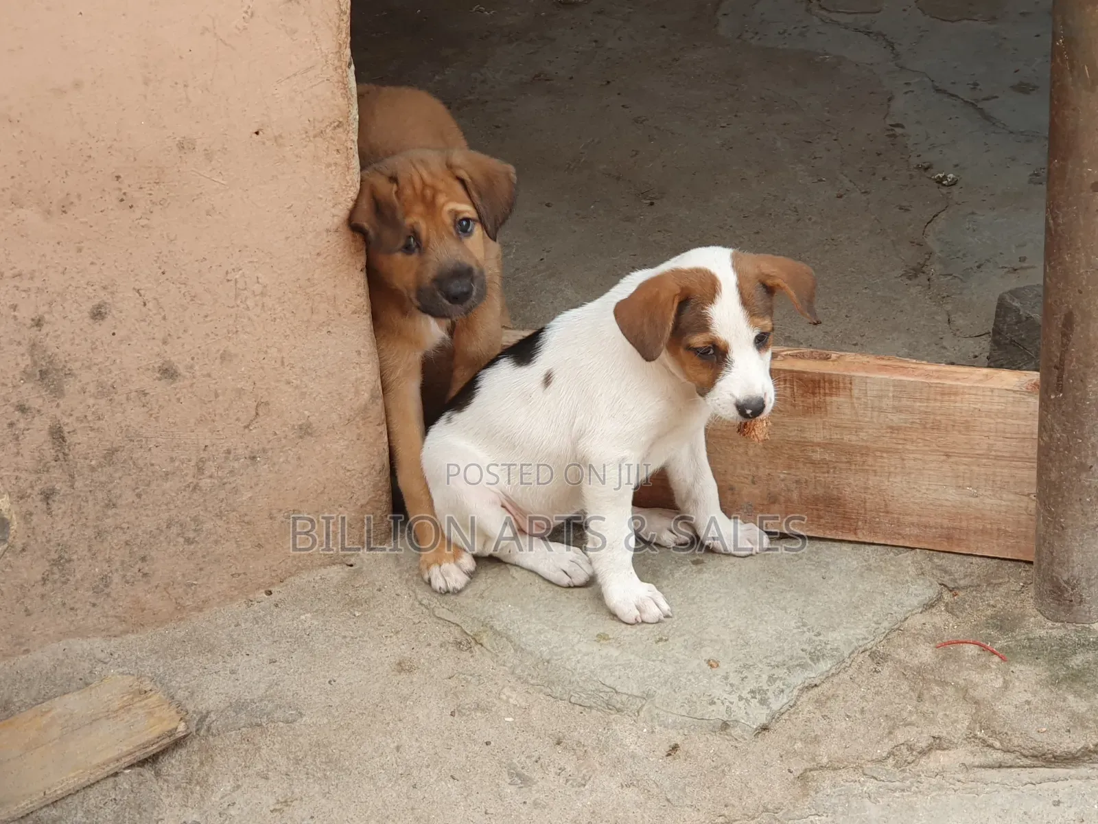 1-3 months Female Purebred Mongrel (No Breed)