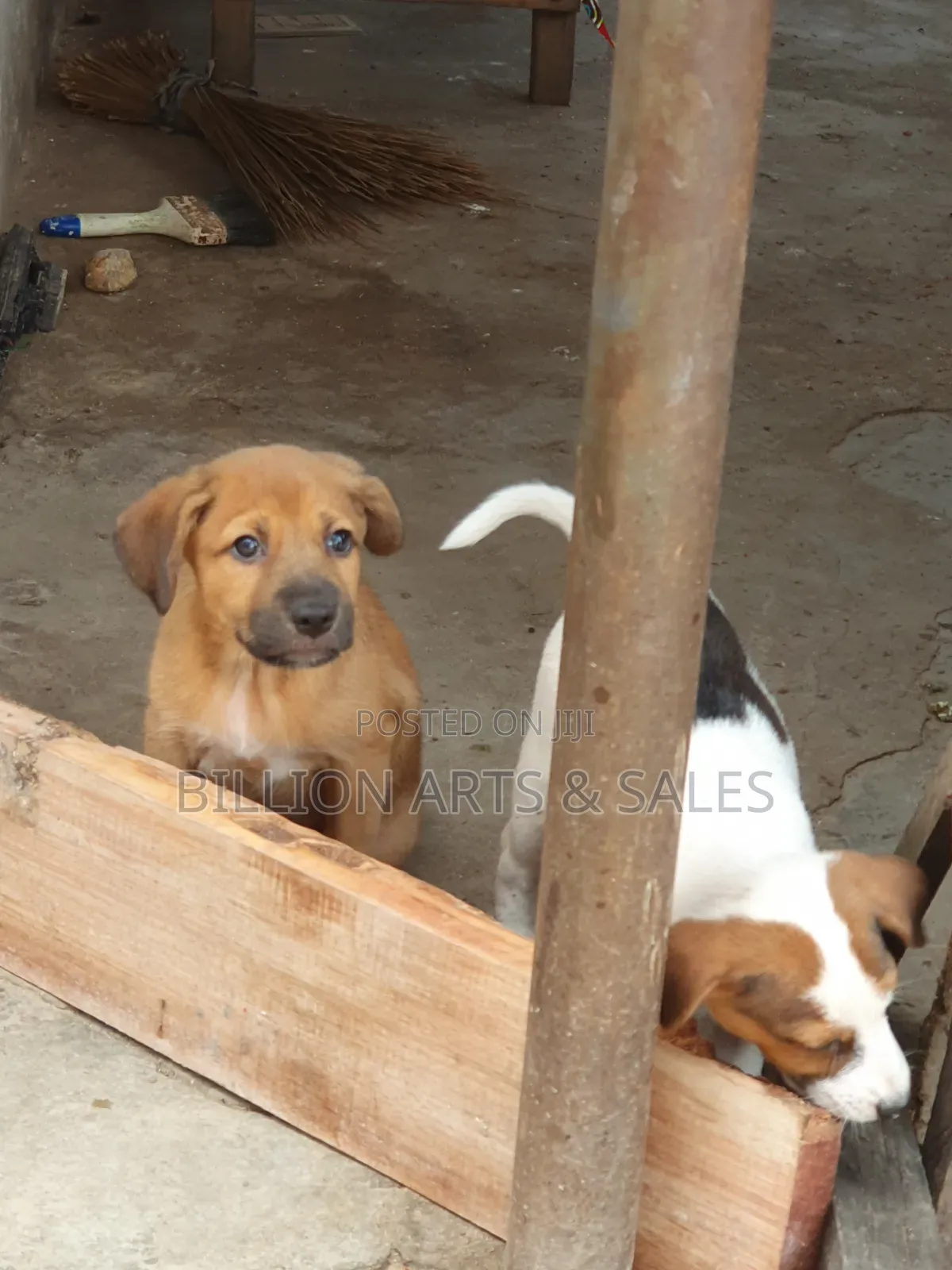 1-3 months Female Purebred Mongrel (No Breed)
