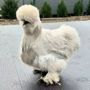 Silkie Chicken