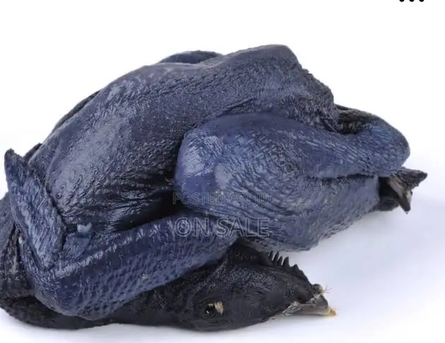 Ayam Cemani Chicken