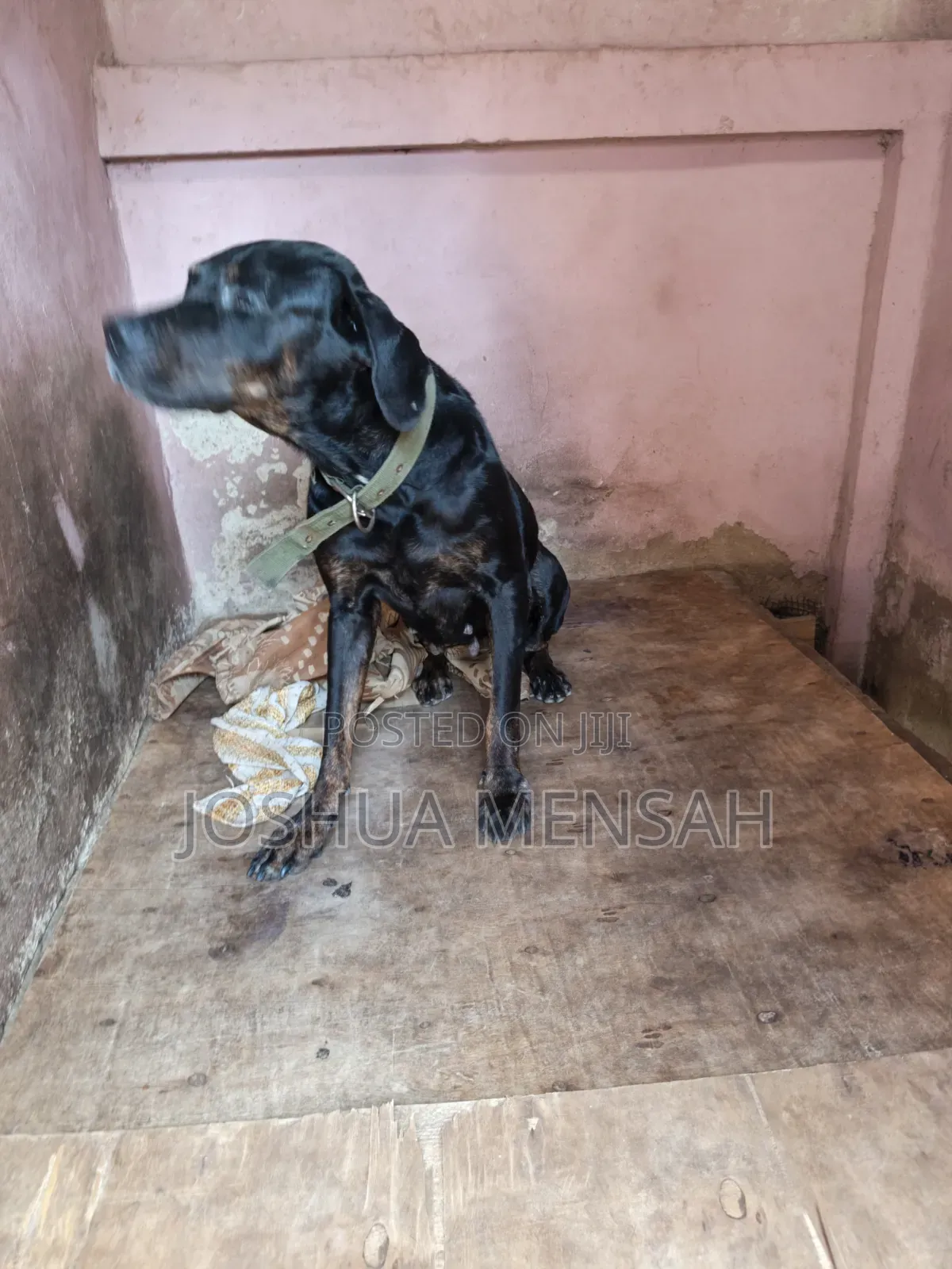 1+ year Female Mixed Breed Rottweiler