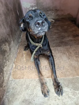 1+ year Female Mixed Breed Rottweiler