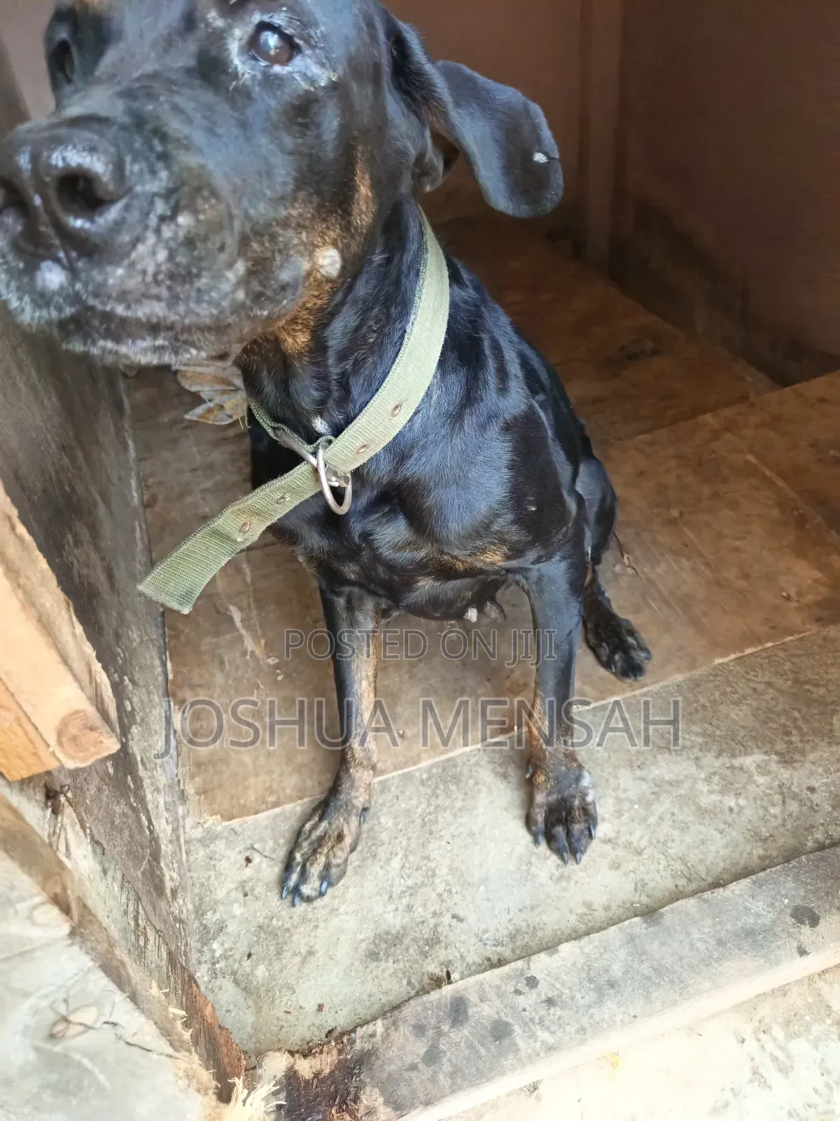 1+ year Female Mixed Breed Rottweiler