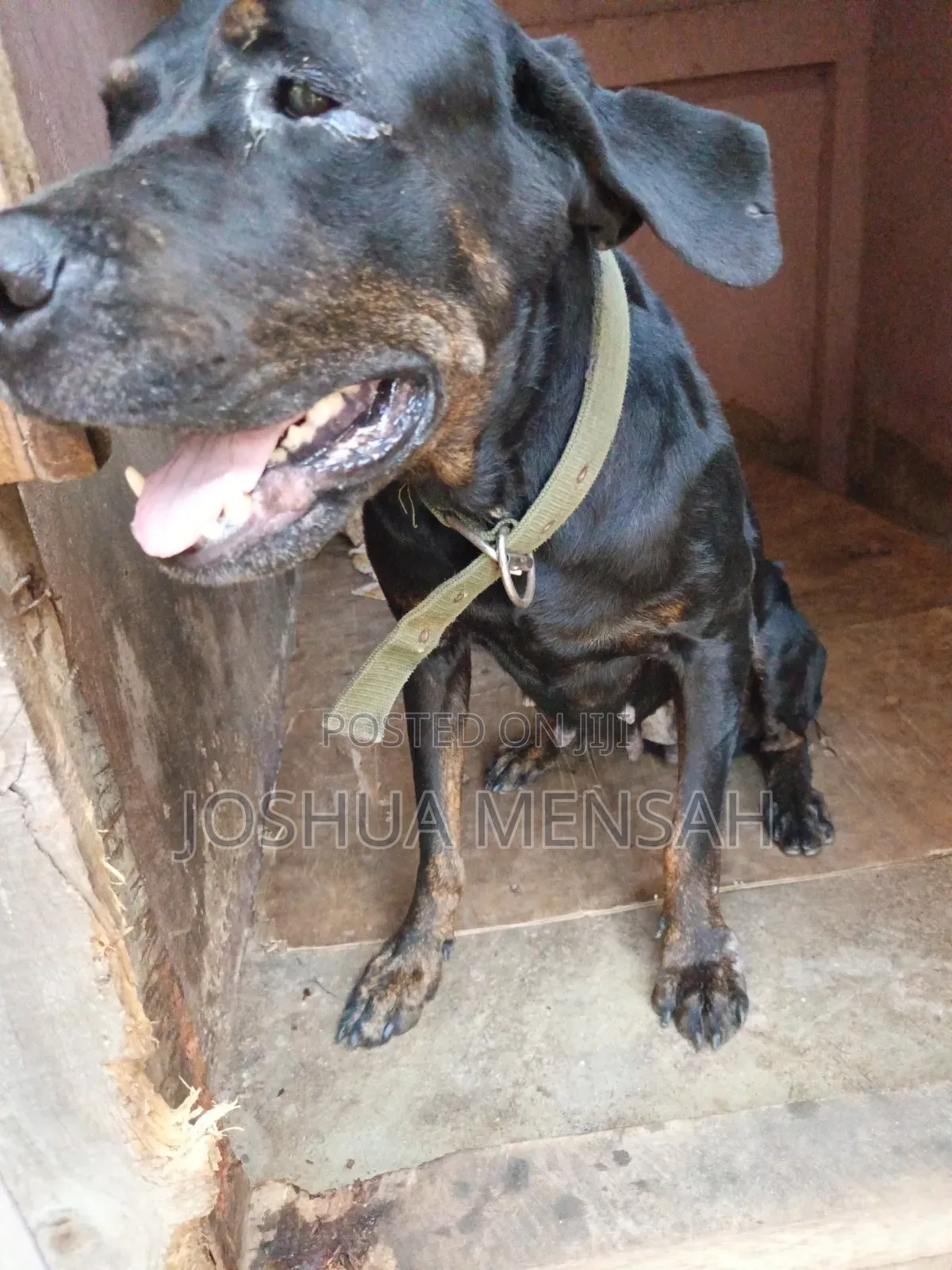 1+ year Female Mixed Breed Rottweiler