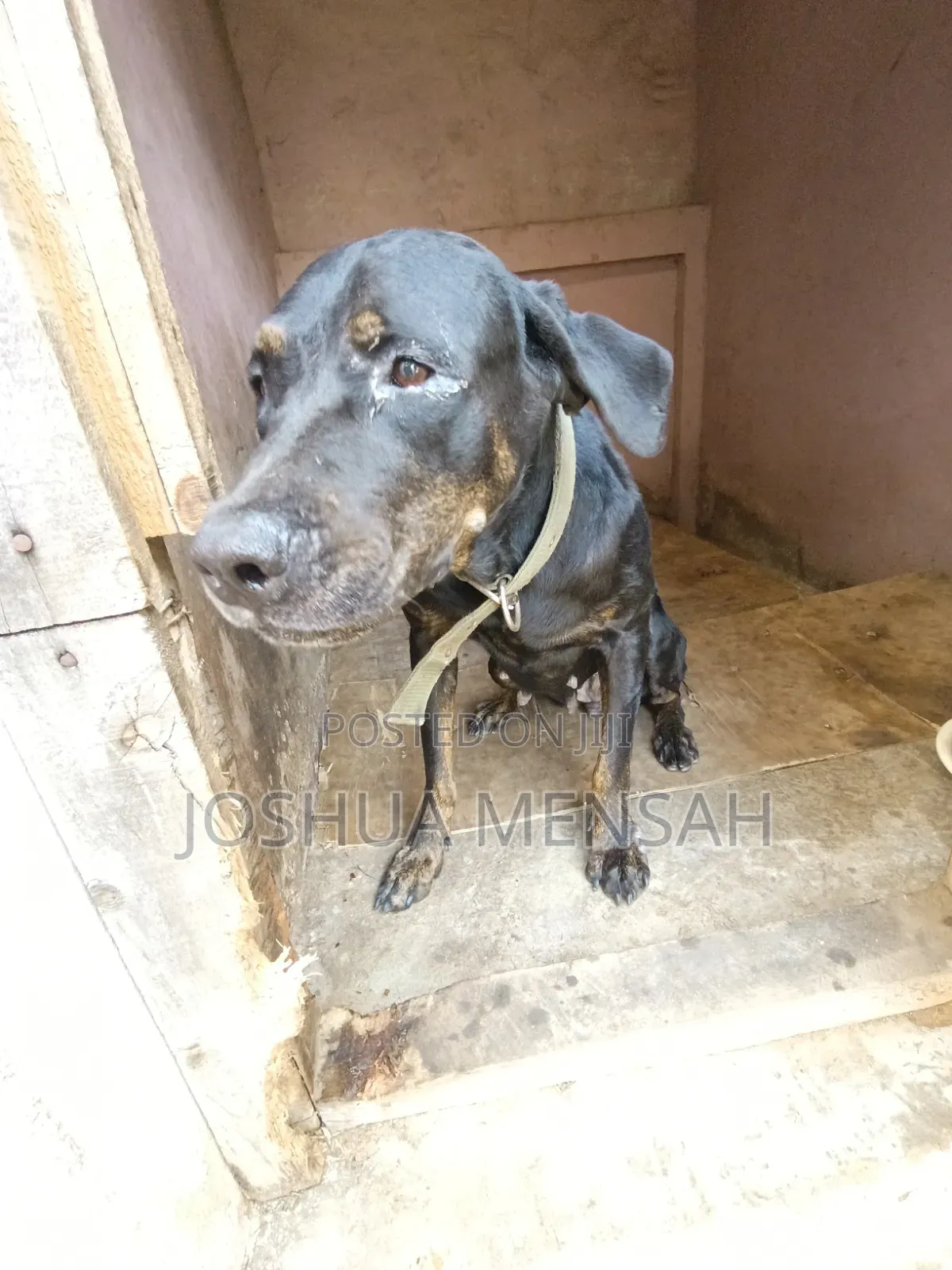 1+ year Female Mixed Breed Rottweiler