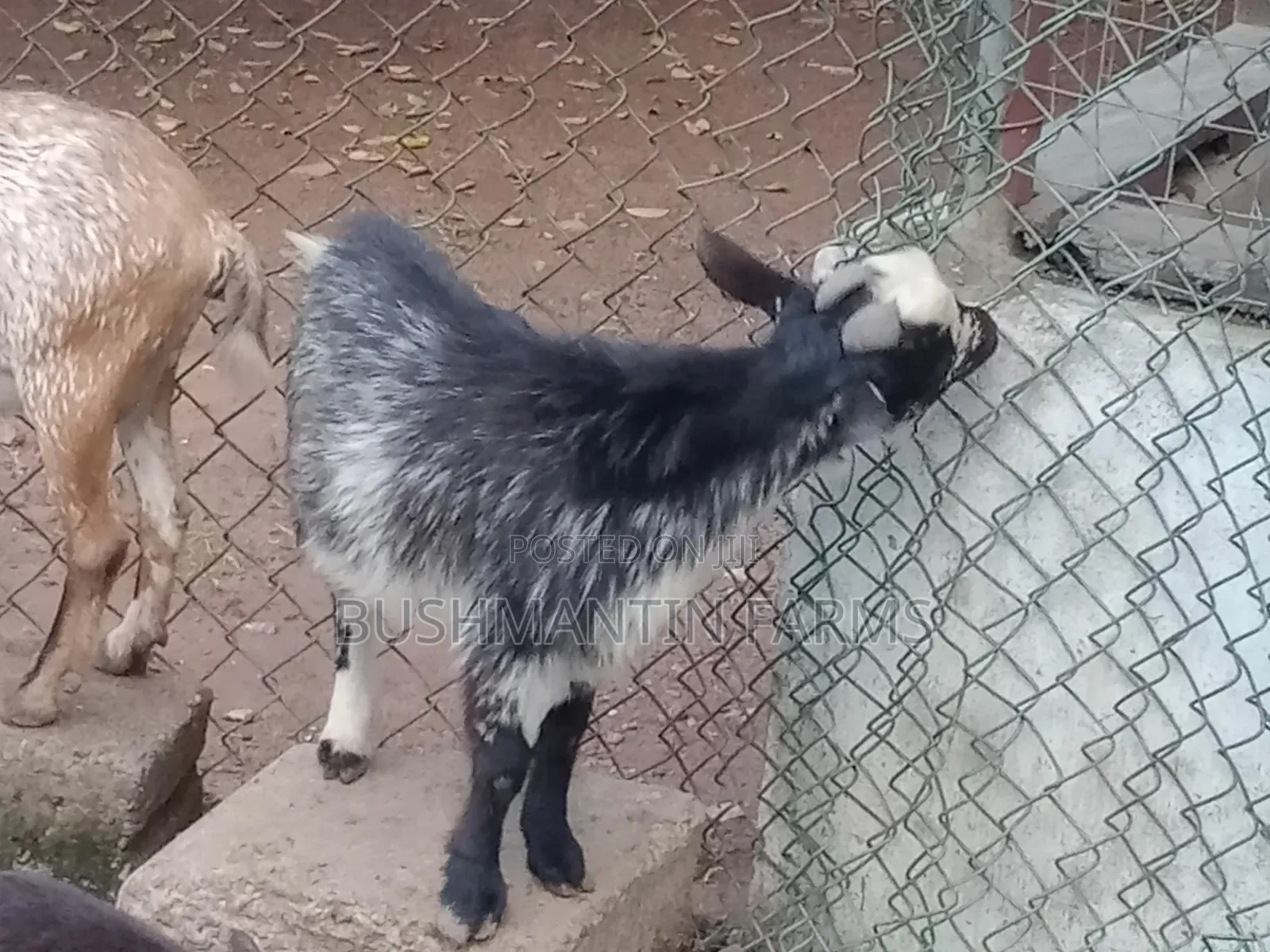 Breeding Stock
