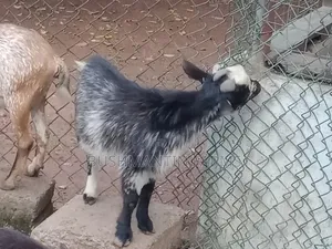 Breeding Stock