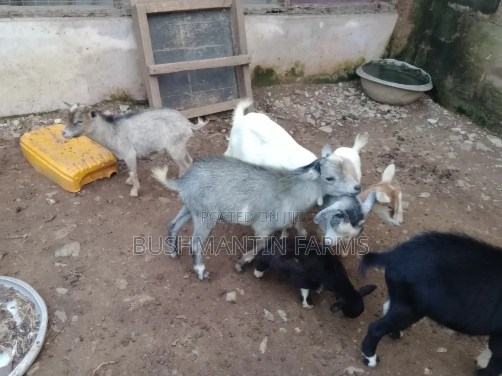 Breeding Stock