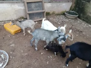 Breeding Stock