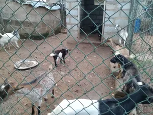 Breeding Stock