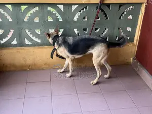 1+ year Female Purebred German Shepherd