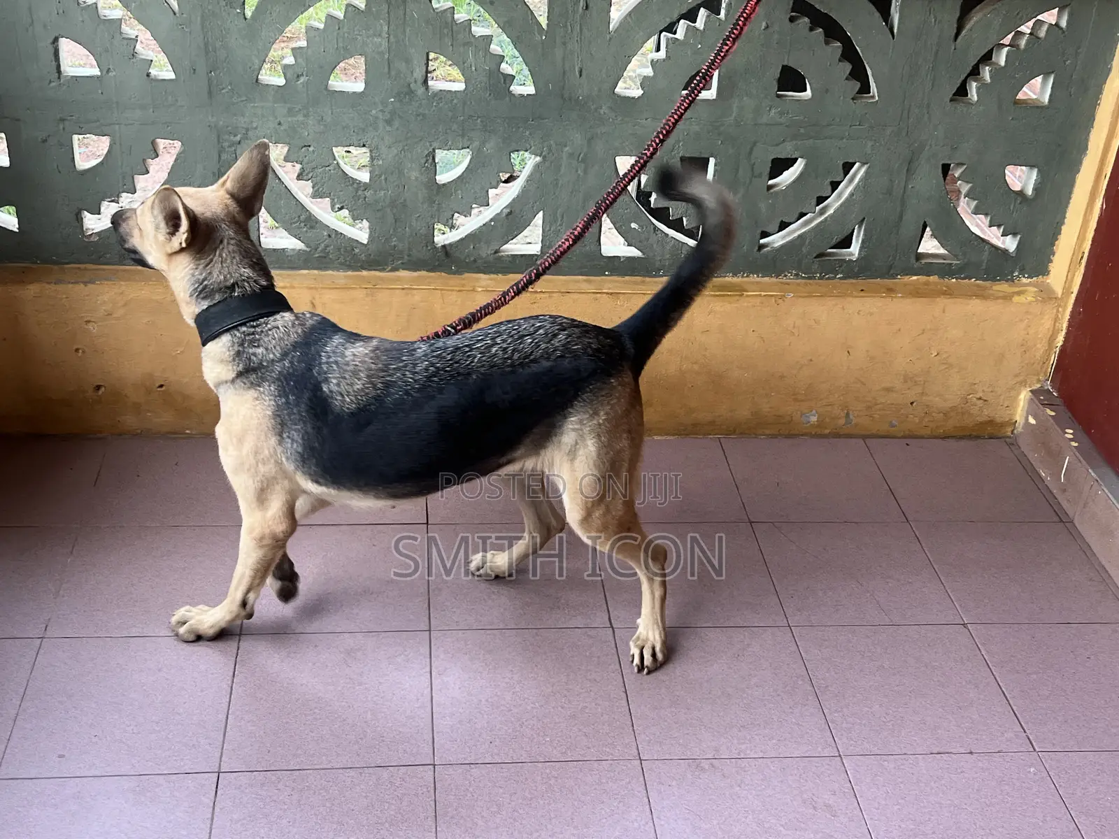 1+ year Female Purebred German Shepherd