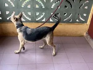 1+ year Female Purebred German Shepherd