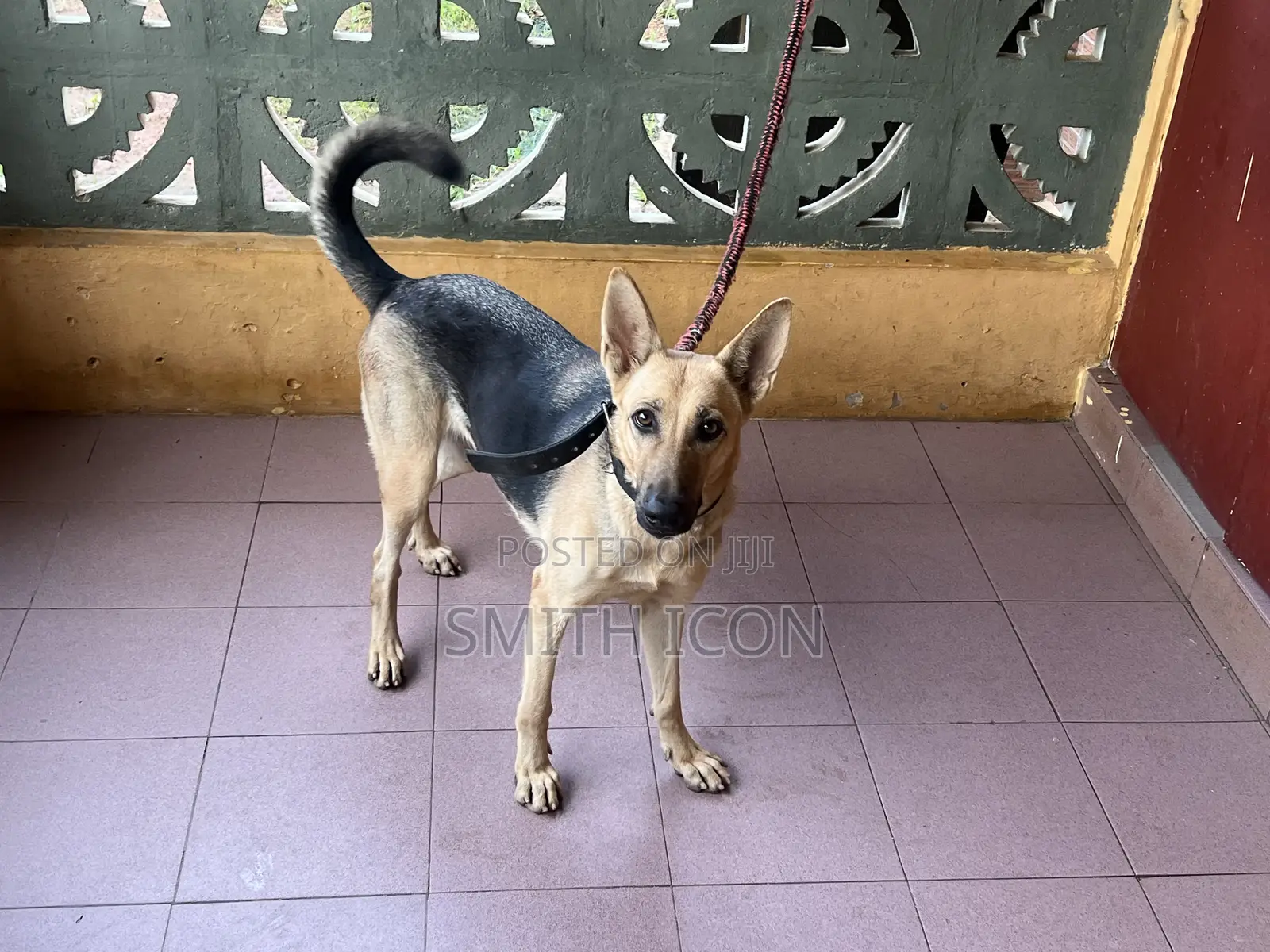 1+ year Female Purebred German Shepherd