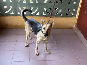 1+ year Female Purebred German Shepherd