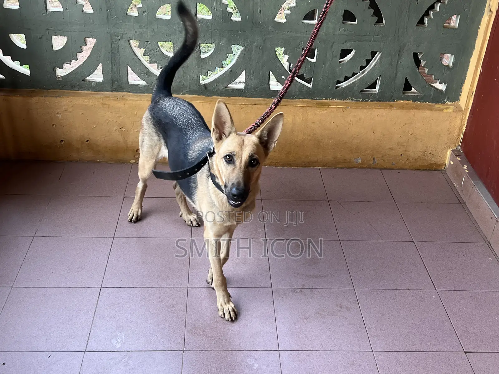 1+ year Female Purebred German Shepherd