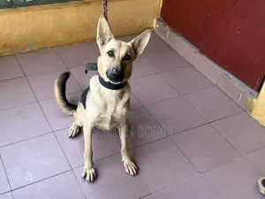 1+ year Female Purebred German Shepherd
