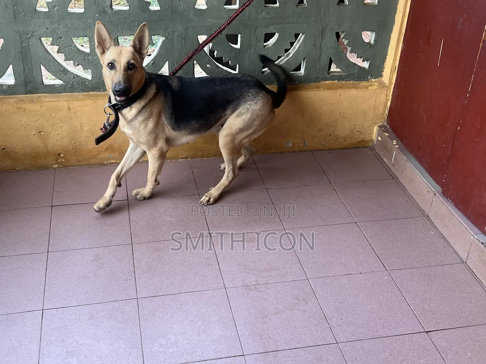 1+ year Female Purebred German Shepherd