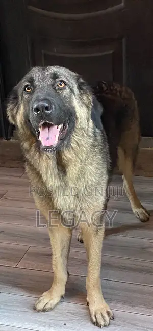 1-3 months Female Purebred Caucasian Shepherd