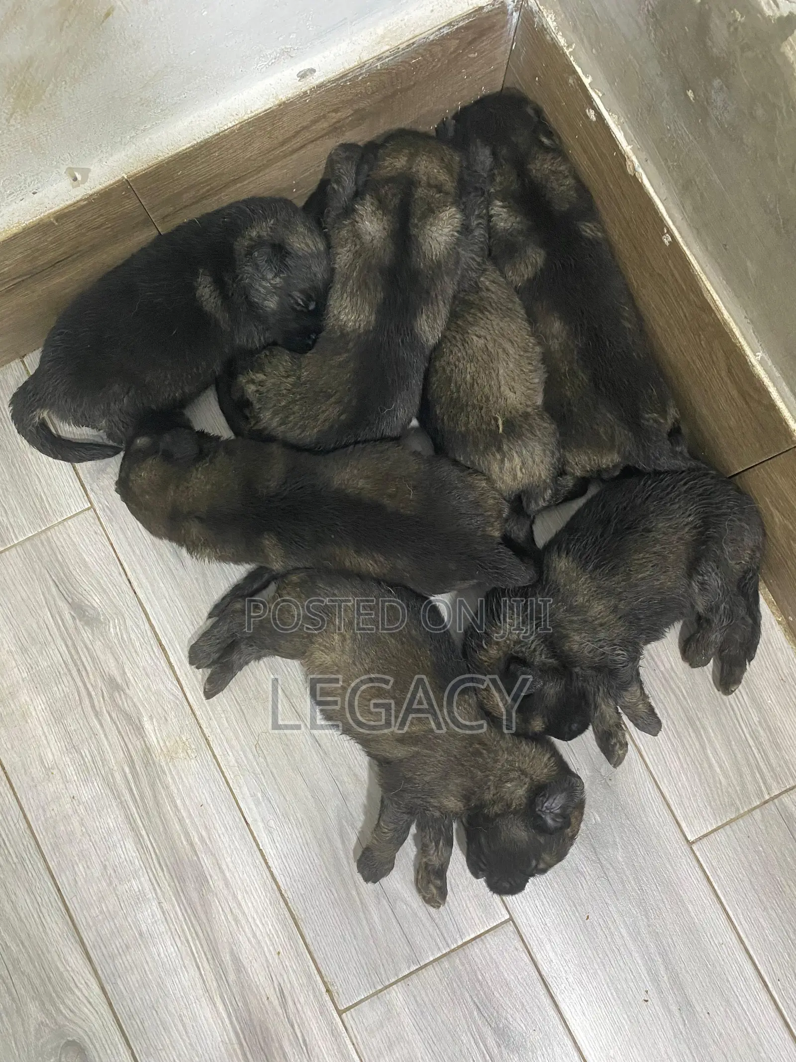 1-3 months Female Purebred Caucasian Shepherd
