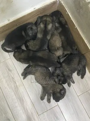 1-3 months Female Purebred Caucasian Shepherd