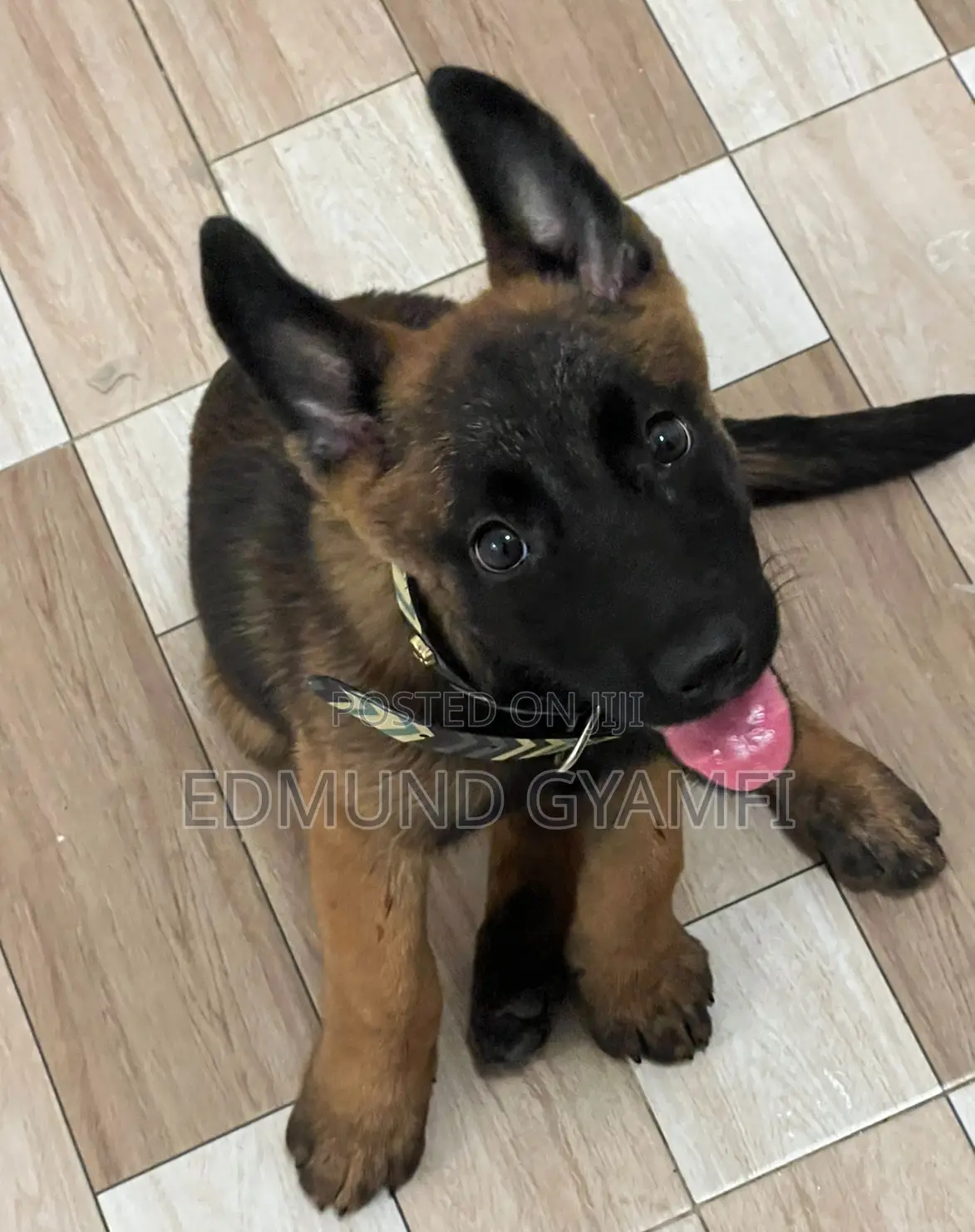 1-3 months Female Purebred Belgian Malinois