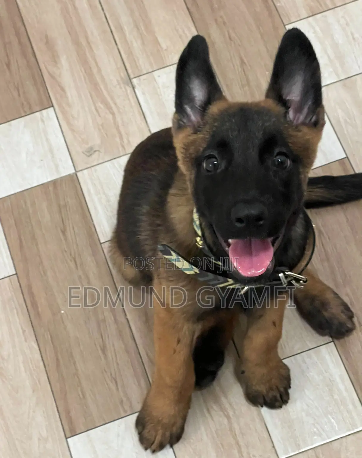 1-3 months Female Purebred Belgian Malinois