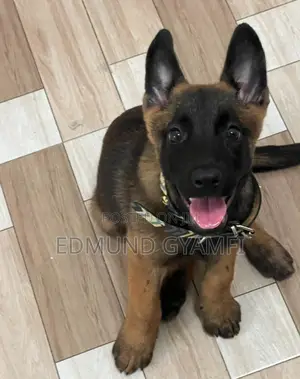1-3 months Female Purebred Belgian Malinois