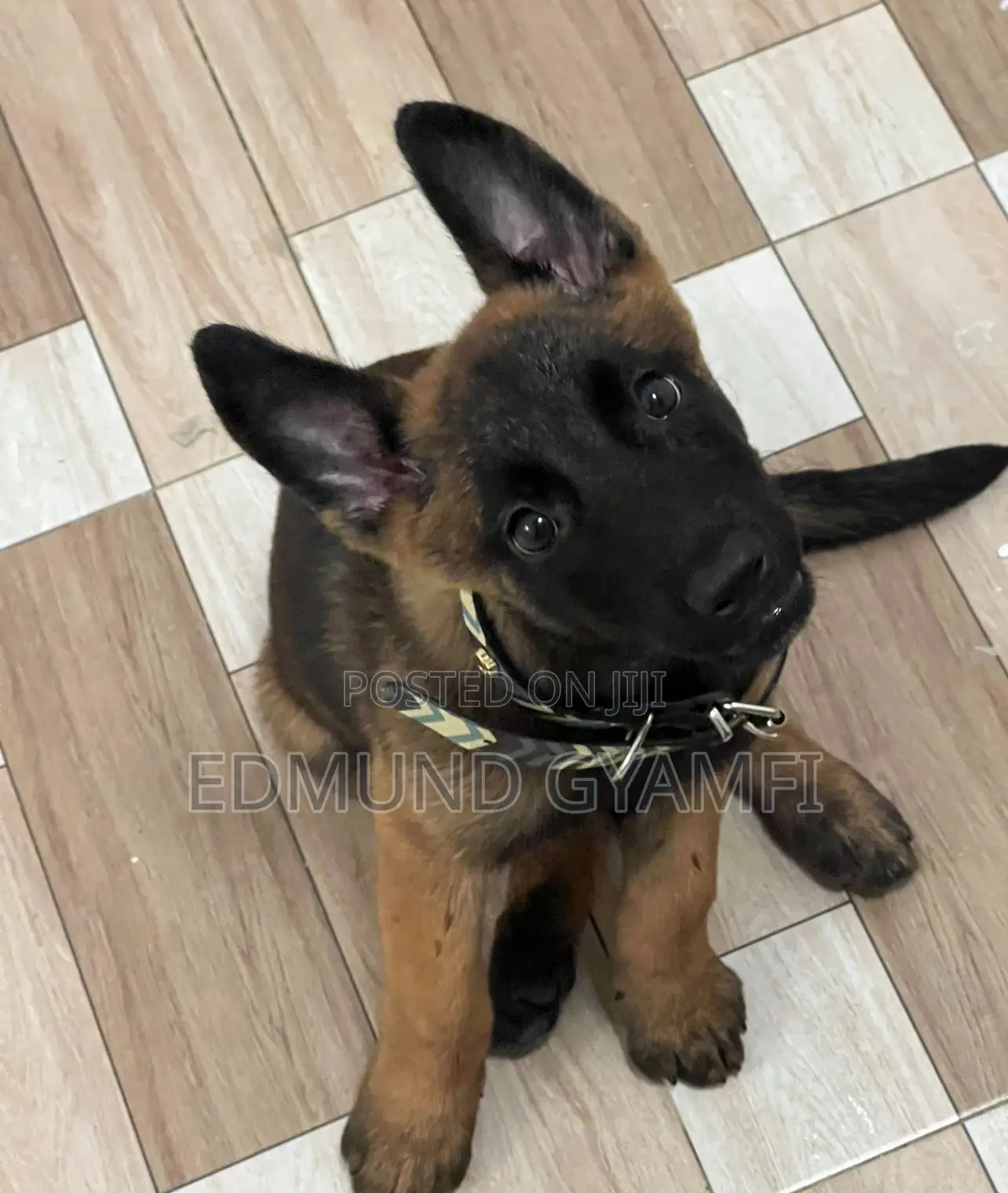 1-3 months Female Purebred Belgian Malinois