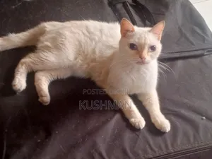 1+ year Female Purebred Cat
