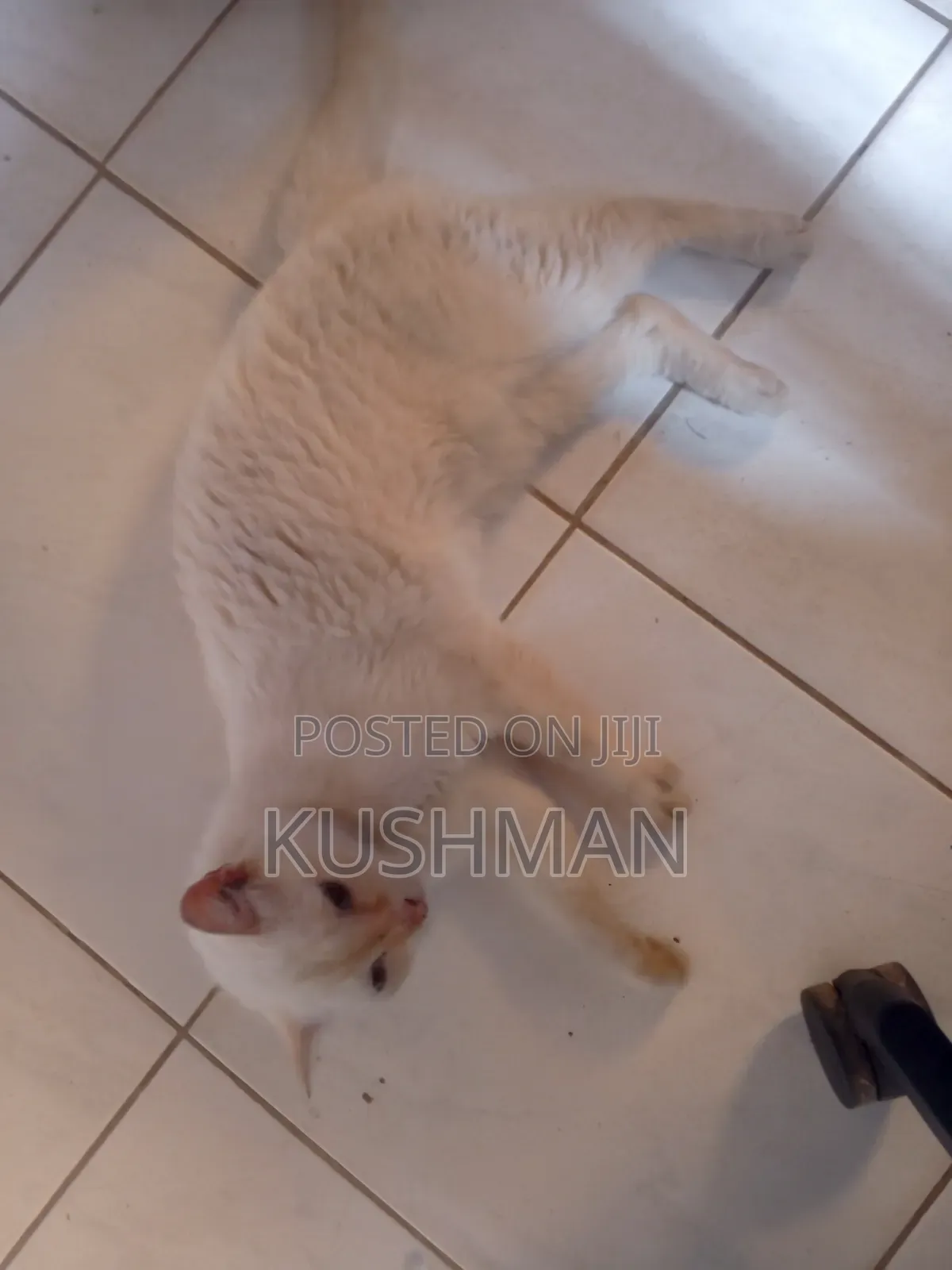 1+ year Female Purebred Cat