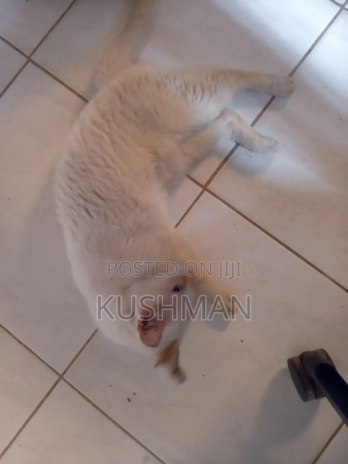 1+ year Female Purebred Cat