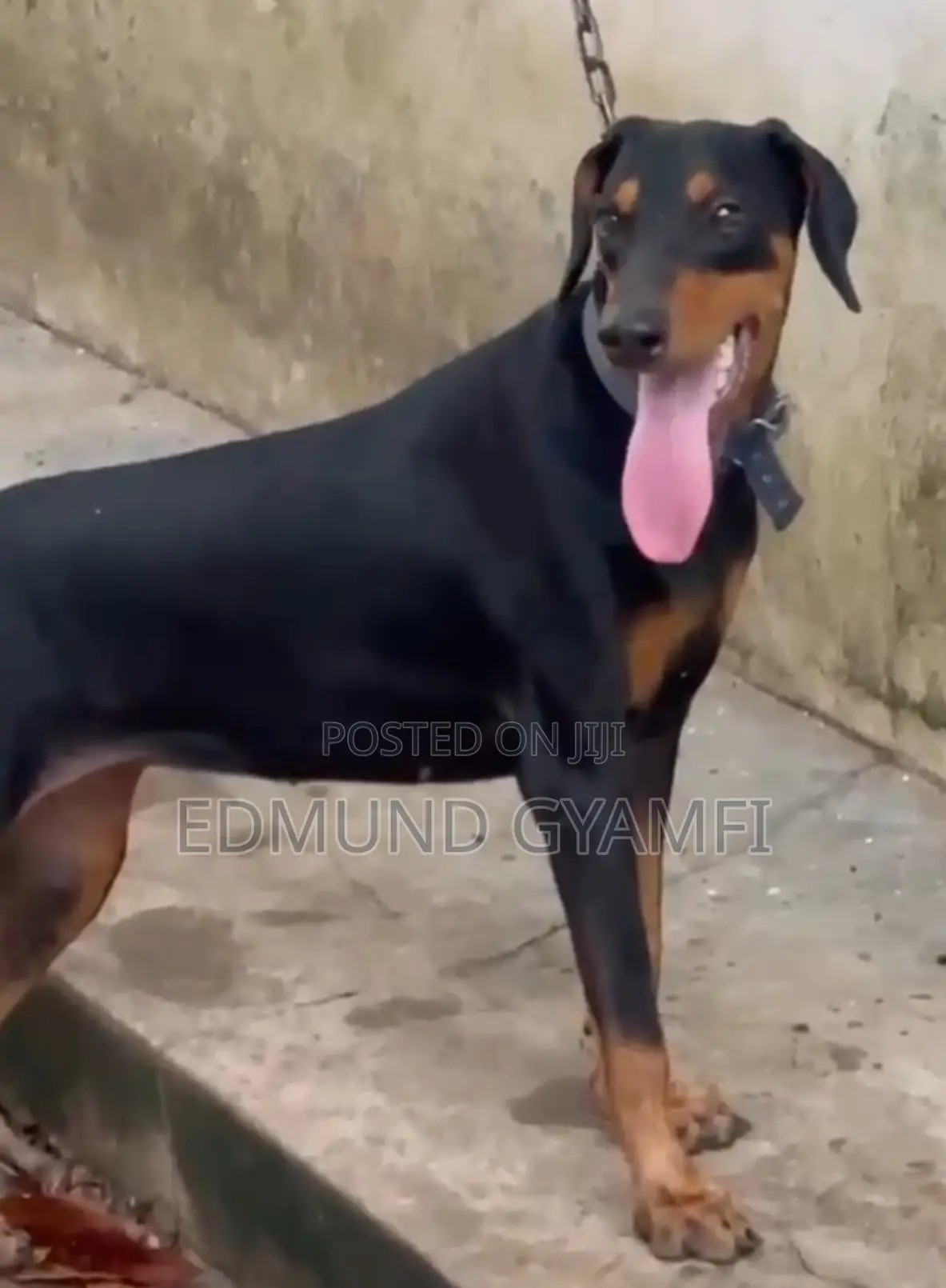 3-6 months Female Purebred Doberman Pinscher