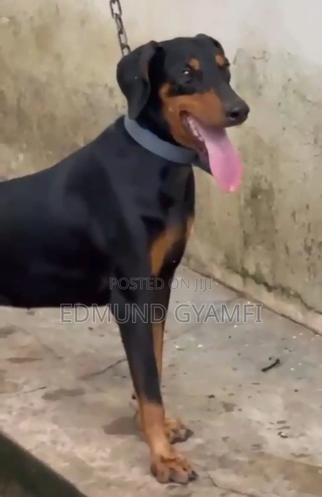 3-6 months Female Purebred Doberman Pinscher