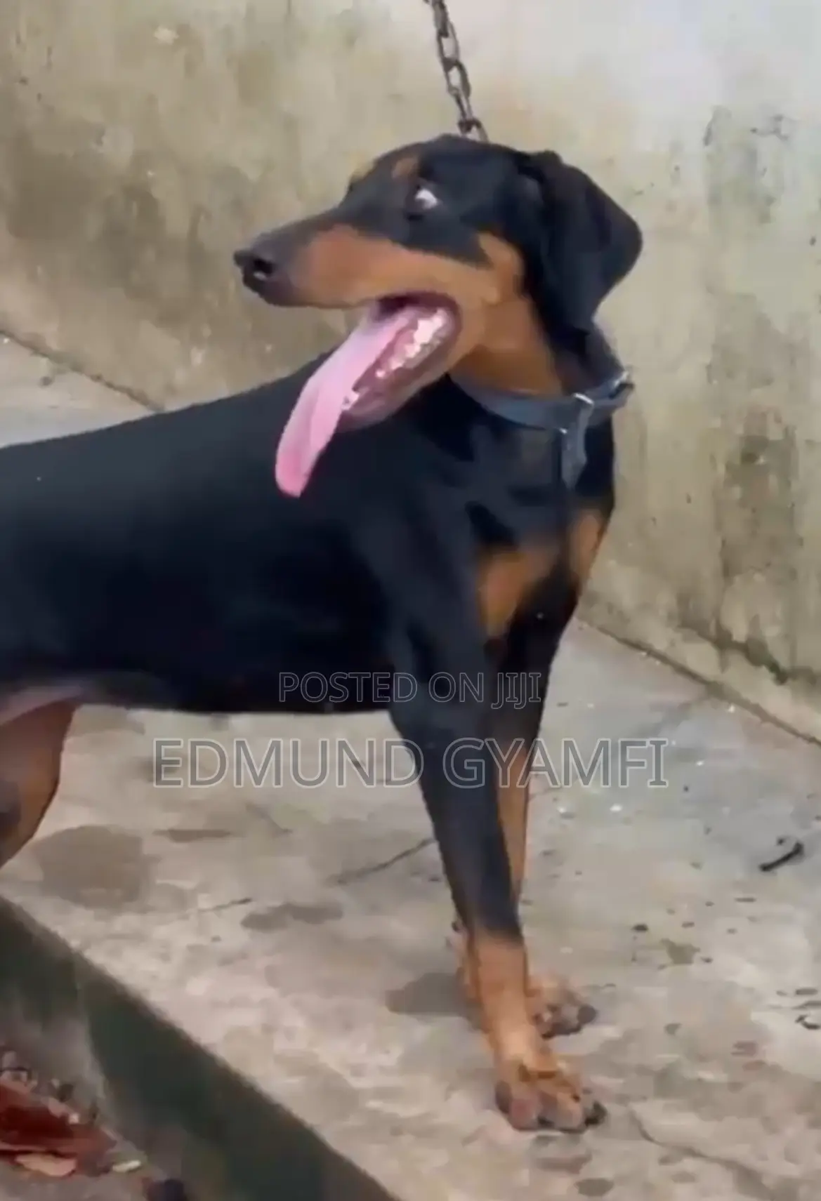 3-6 months Female Purebred Doberman Pinscher