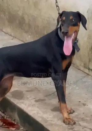 3-6 months Female Purebred Doberman Pinscher