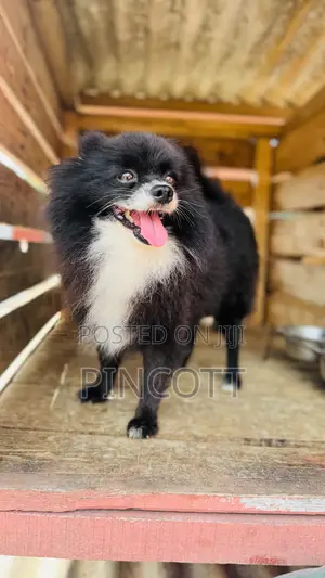 1+ year Male Purebred Pomeranian